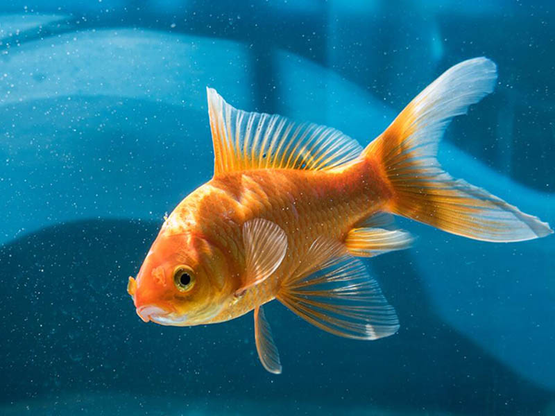水质臭氧检测仪检定规程