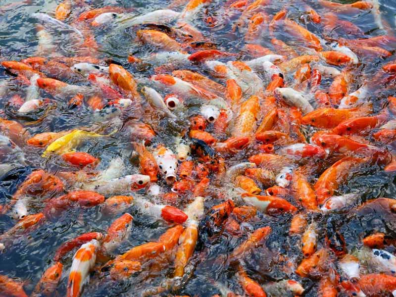 夏季池塘水质pH过高怎么办