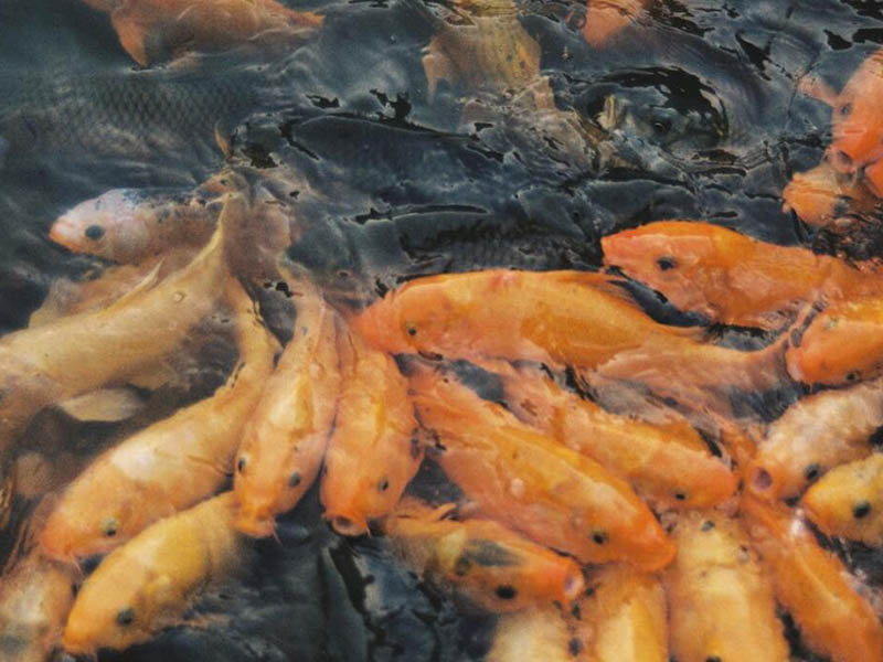 水产养殖关键水质指标有哪些