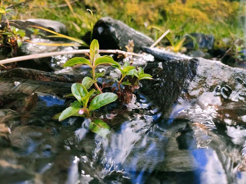 余氯快速检测仪准确度影响因素