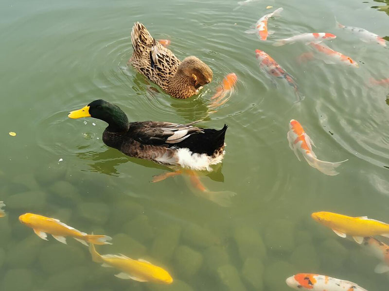 水产养殖需要检测水质水温吗