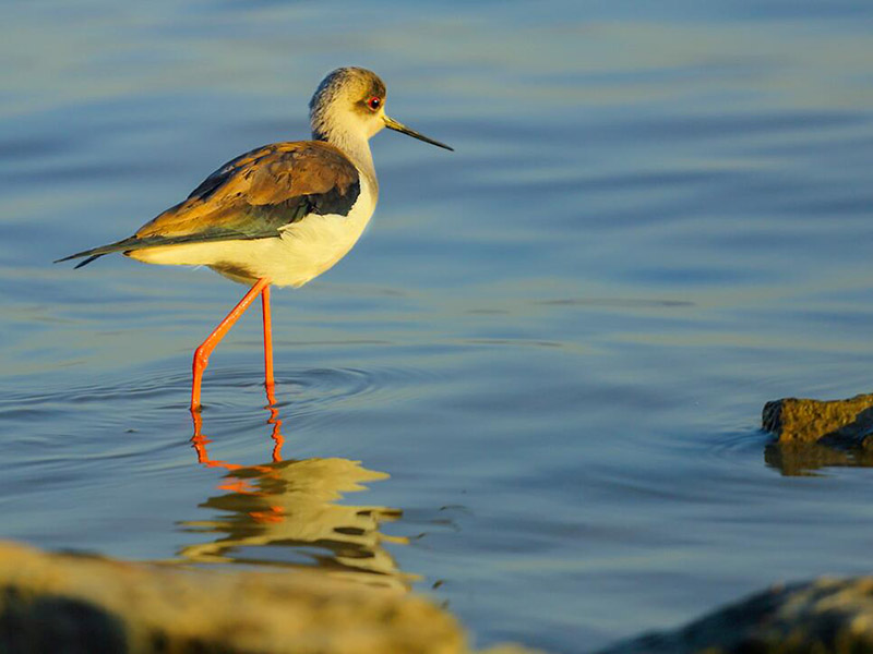 水质盐度是什么（水产养殖水体盐度范围）